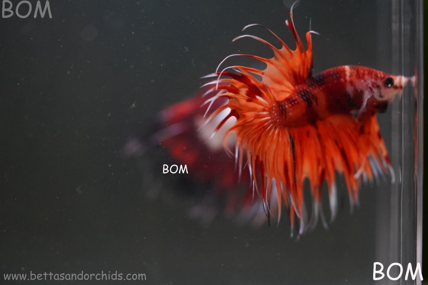 LIVE BETTA MALE CROWN REDS LEOPARDS :  Unique Fish | BOM-A299