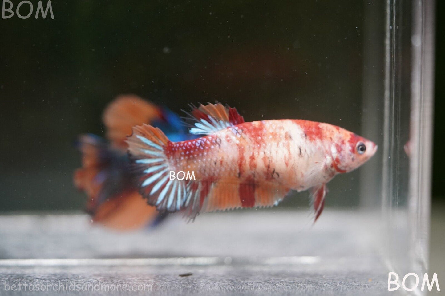 LIVE BETTTA BIG FEMALE MULTICOLOUR HMPK | BOM-A143