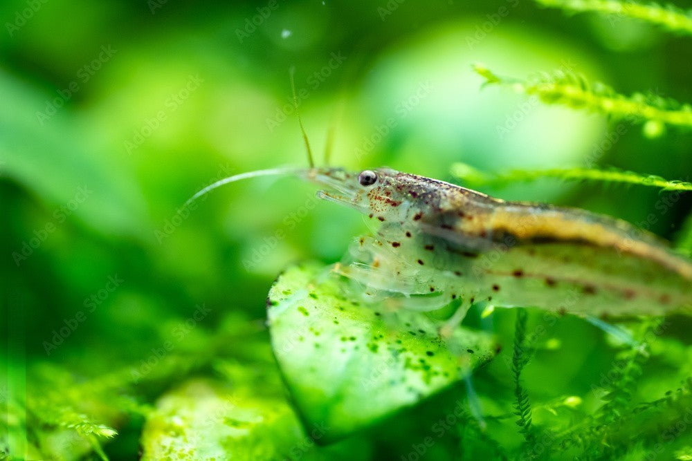 10+1 AMANO SHRIMP Live Freshwater Algae Cleaners – Hardy & Peaceful – FREE Shipp
