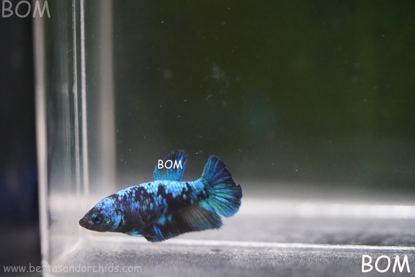 LIVE BETTA FEMALE HMPK GORDON GALAXY DUST | BOM-A503