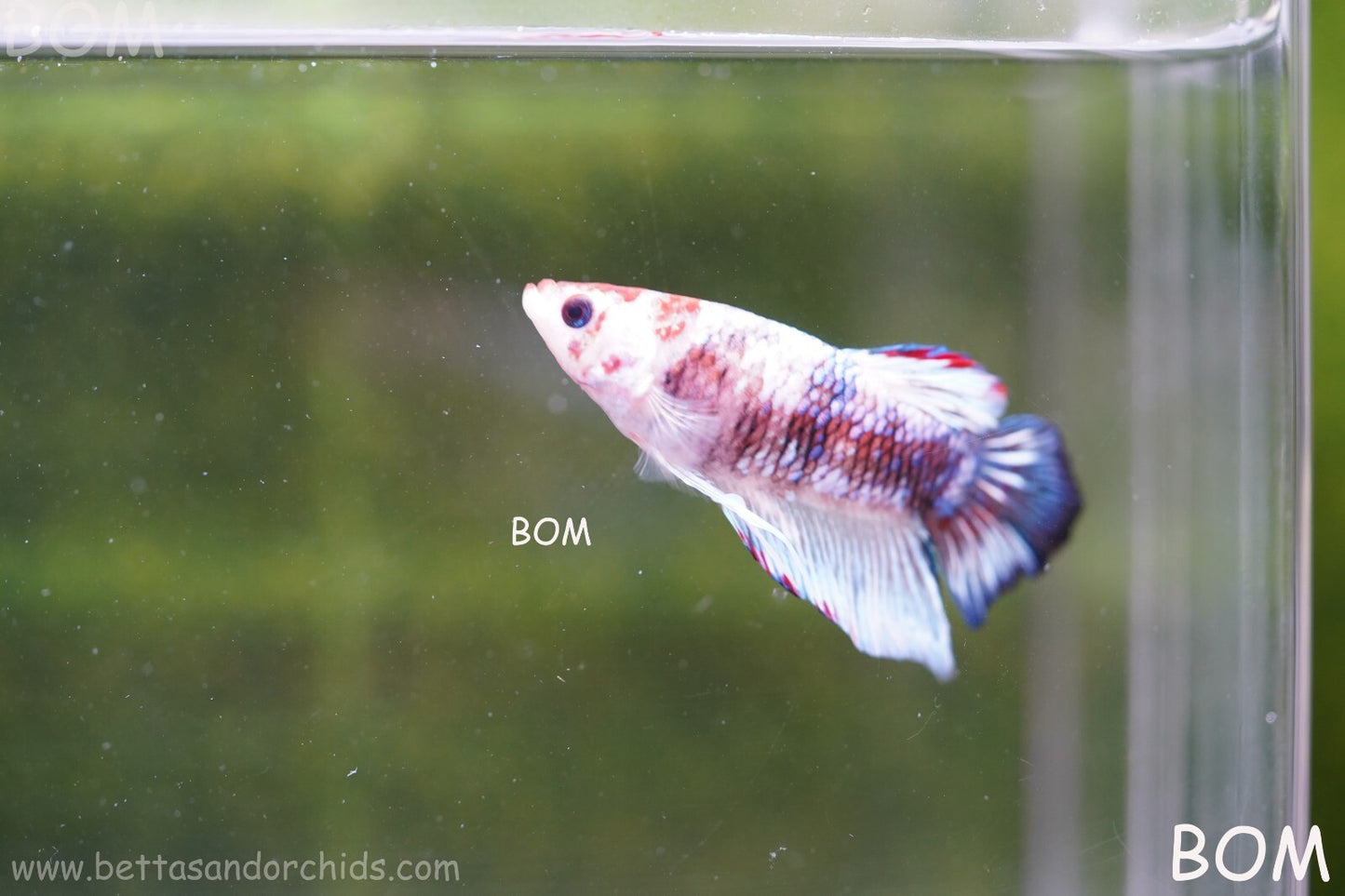 MALE BETTA HMPK MULTICOLOUR | BOM934