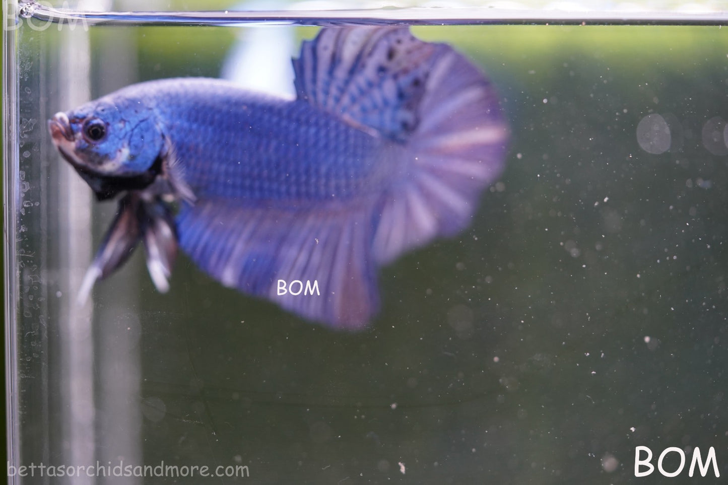 Betta Plakat GIANT MALE BLUE SERIES 5 CM BO | BOM-A305