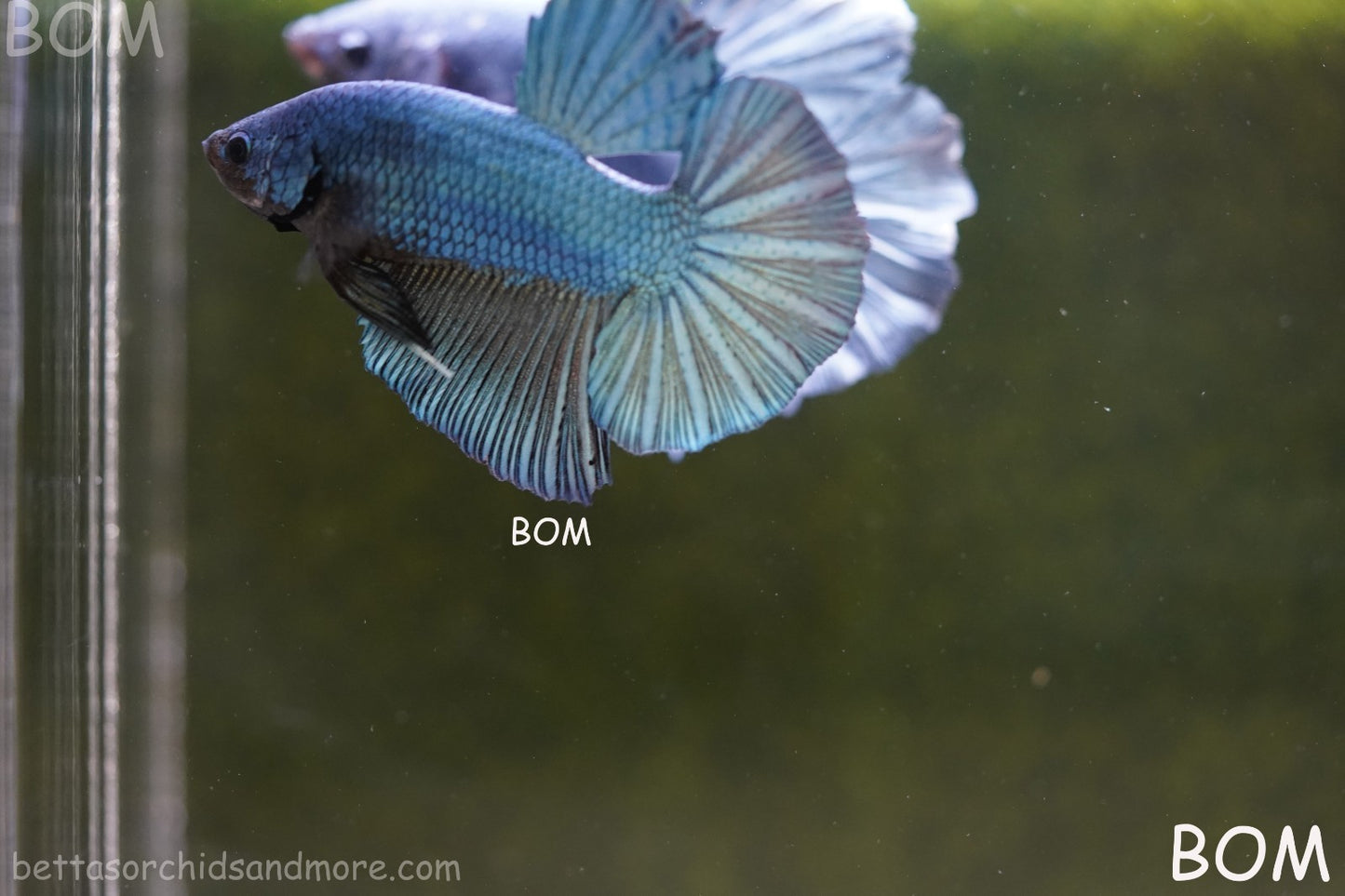 Betta Plakat GIANT MALE BLUE SERIES 5 CM BO | BOM-A309