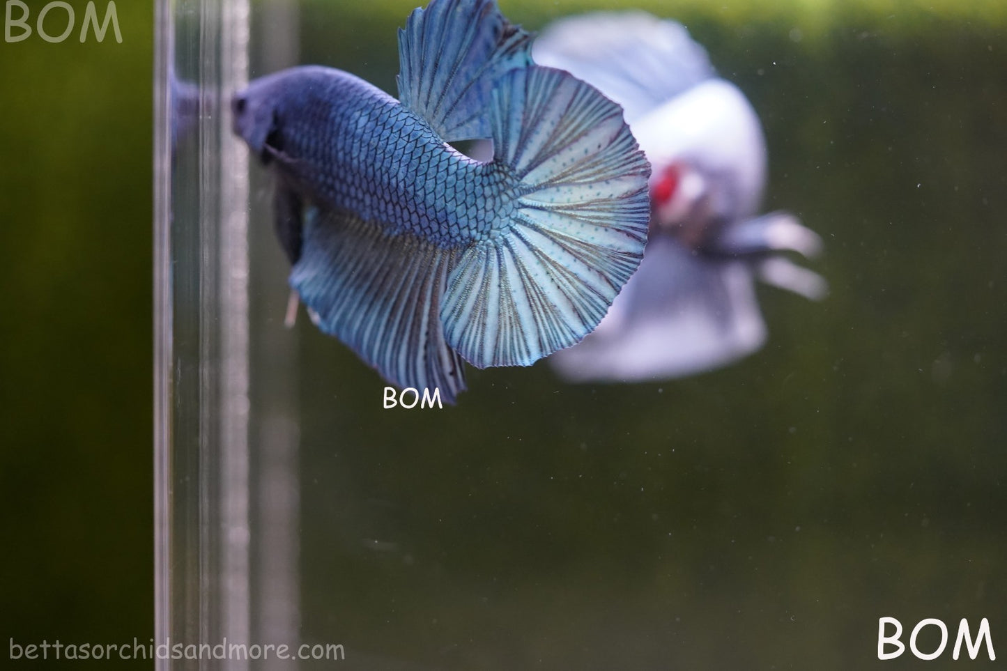 Betta Plakat GIANT MALE BLUE SERIES 5 CM BO | BOM-A309