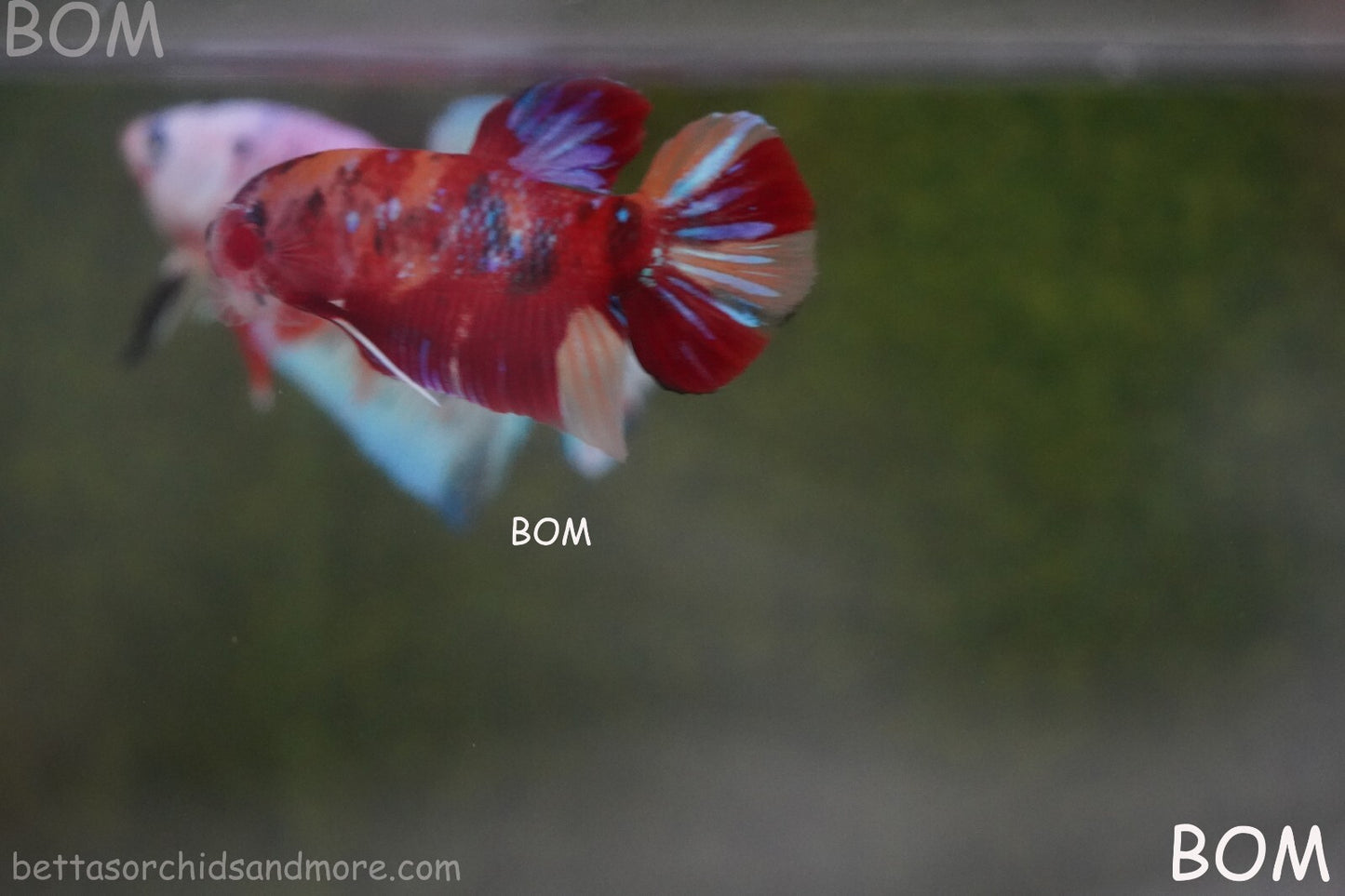 LIVE BETTA HMPK MALE LEOPARD | BOM-A264