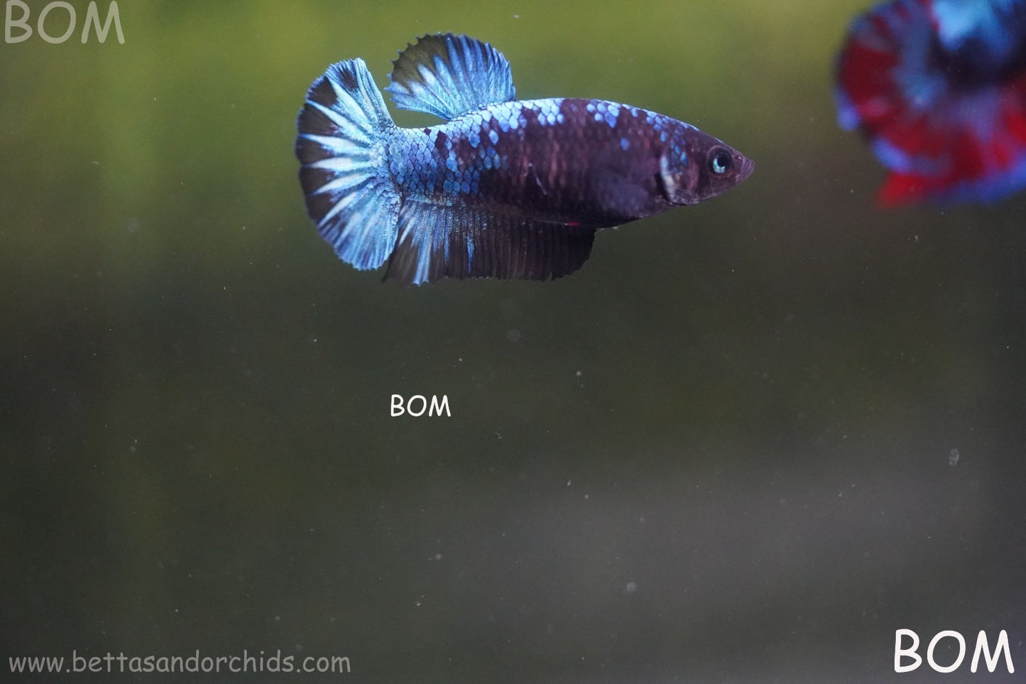 LIVE BETTA FEMALE HMPK GORDON GALAXY DUST | BOM-A504