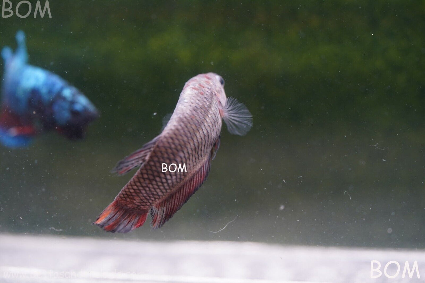 LIVE BETTA HMPK  BIG FEMALE BLACK VARIANT | BOM-A51
