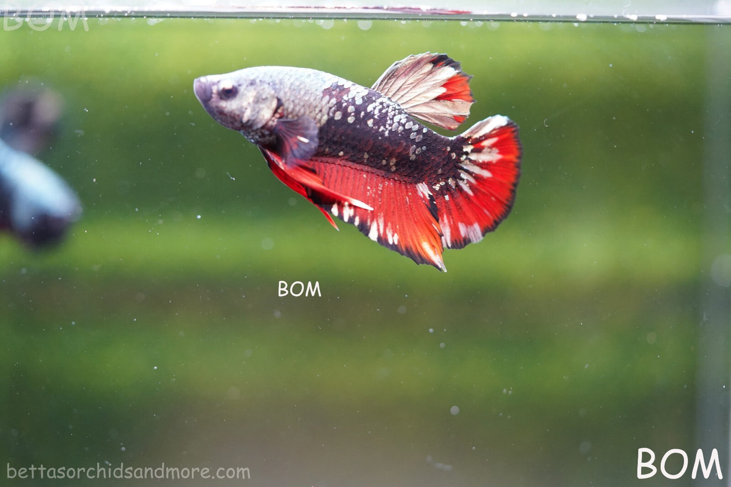 LIVE BETTA MALE AVATAR NEBULA:  Unique Fish | BOM-A234