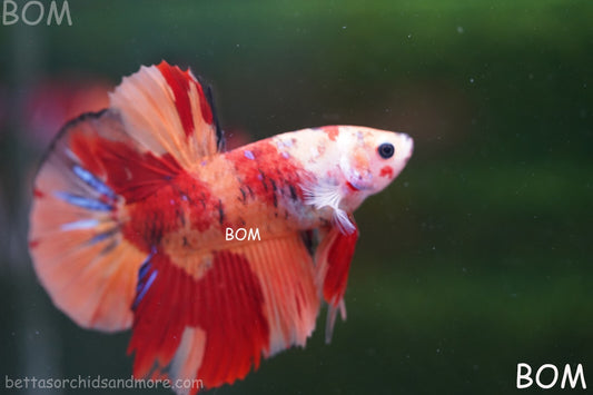 LIVE BETTA BIG MALE LEOPARD HMPK | BOM-A130