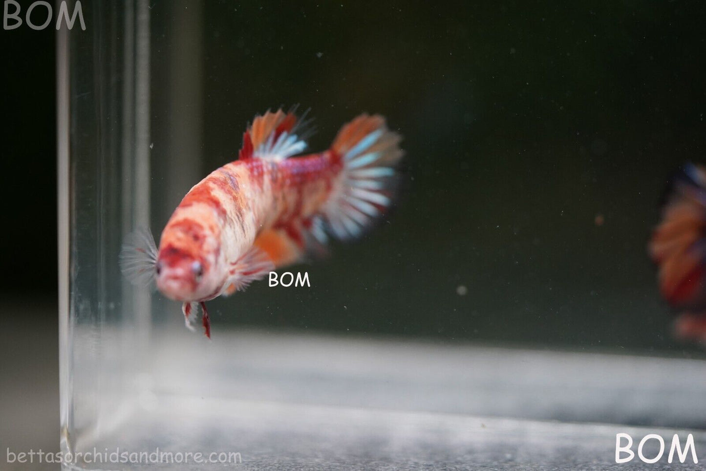 LIVE BETTTA BIG FEMALE MULTICOLOUR HMPK | BOM-A143
