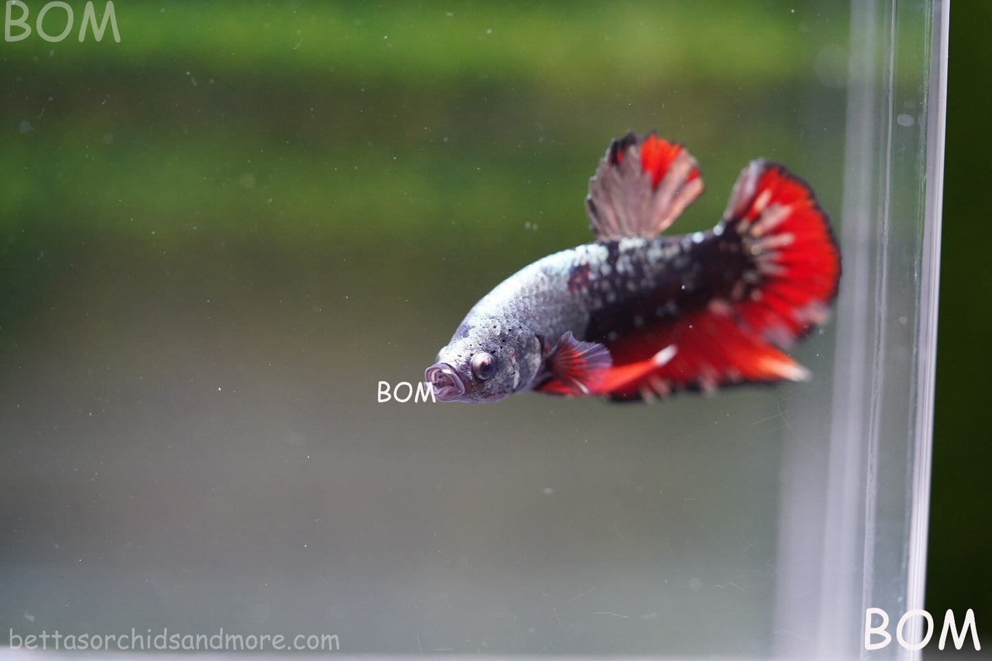 LIVE BETTA MALE AVATAR NEBULA:  Unique Fish | BOM-A234