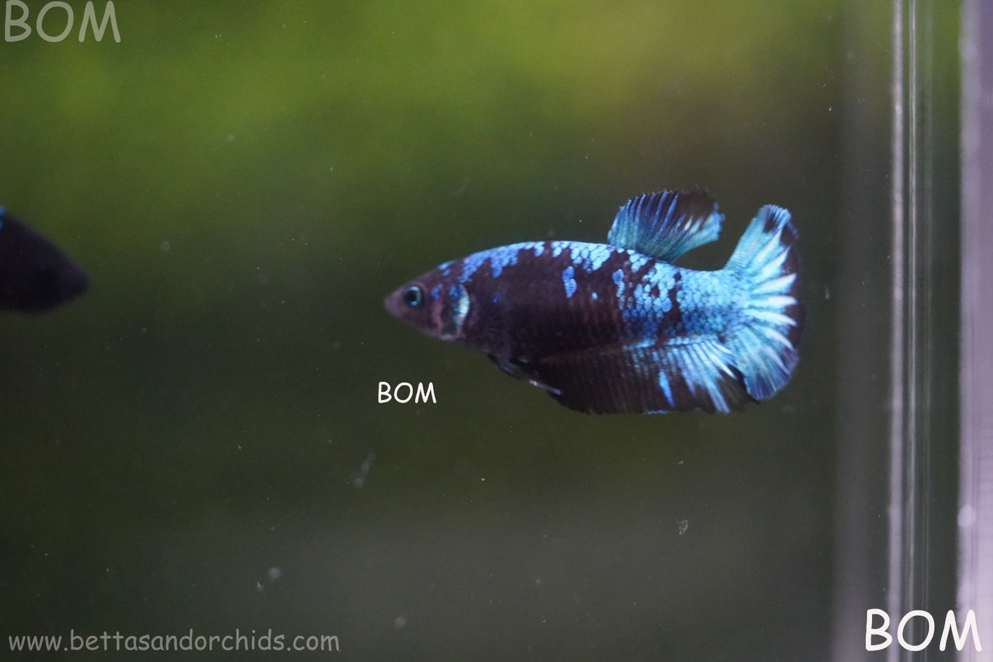LIVE BETTA FEMALE HMPK GORDON GALAXY DUST | BOM-A504
