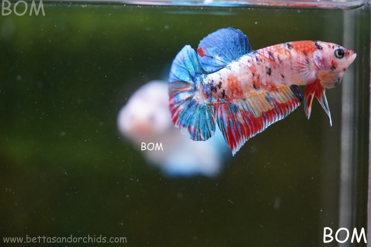 LIVE BETTTA BIG MALE MULTICOLOUR HMPK | BOM-A117