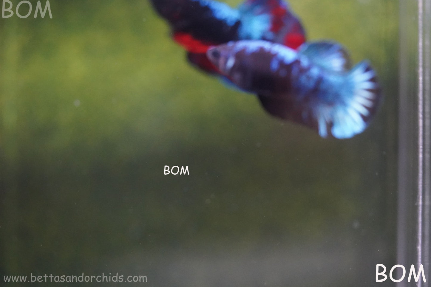 LIVE BETTA FEMALE HMPK GORDON GALAXY DUST | BOM-A504