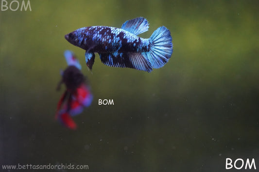 LIVE BETTA FEMALE HMPK GORDON GALAXY DUST | BOM-A503