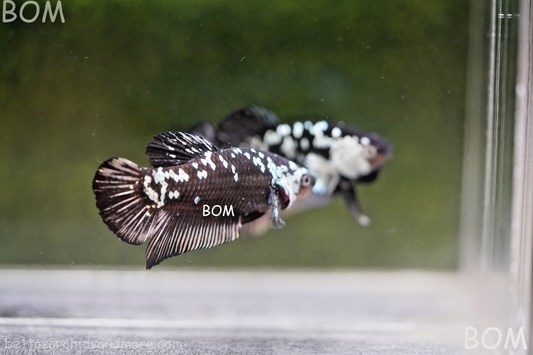 LIVE BETTA HMPK MALE BLACK MAMBA | BOM-A248