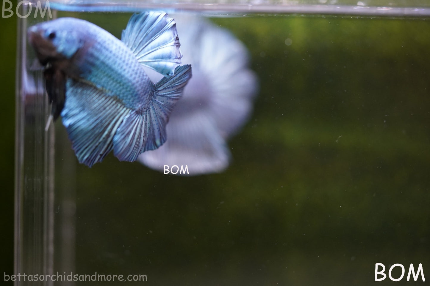 Betta Plakat GIANT MALE BLUE SERIES 5 CM BO | BOM-A309