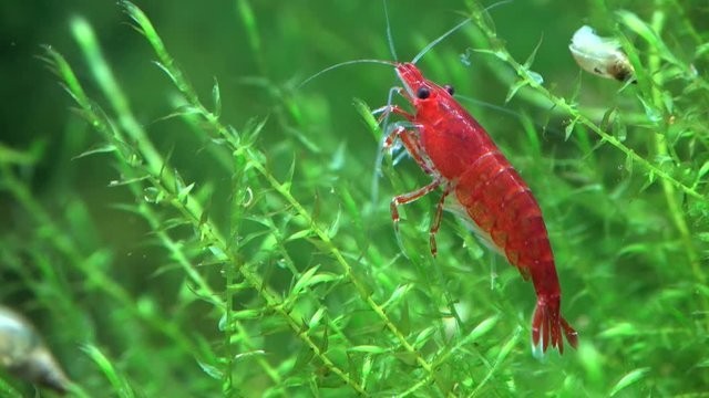 10+1 RED CHERRY SHRIMP Live Freshwater – Hardy & Peaceful – FREE Shipp