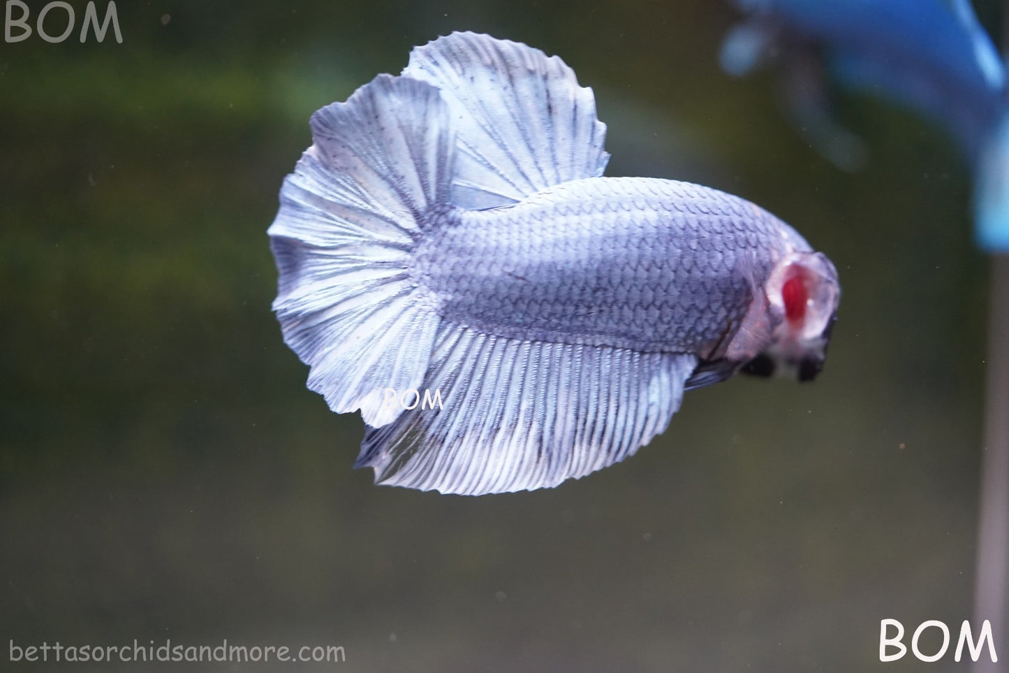 Betta Plakat GIANT MALE BLUE SERIES 5 CM BO | BOM-A306