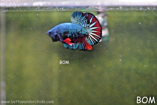 MALE GREEN HULK SERIES Betta Fish: HMPK | UNIQUE AND RARE | BOM909