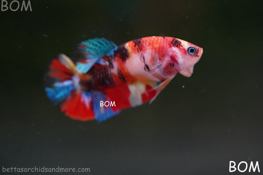 LIVE BETTTA FEMALE METALLIC MULTICOLOUR HMPK BEAUTIFUL COLOURS | BOM-A286