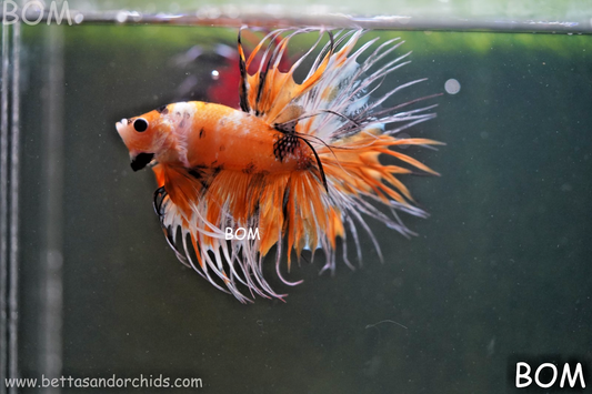 LIVE BETTA MALE CROWN LEOPARDS :  Unique Fish | BOM-A296