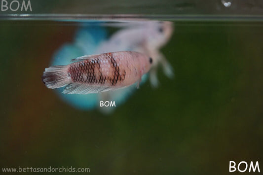LIVE BETTTA BIG FEMALE MULTICOLOUR HMPK | BOM-A121