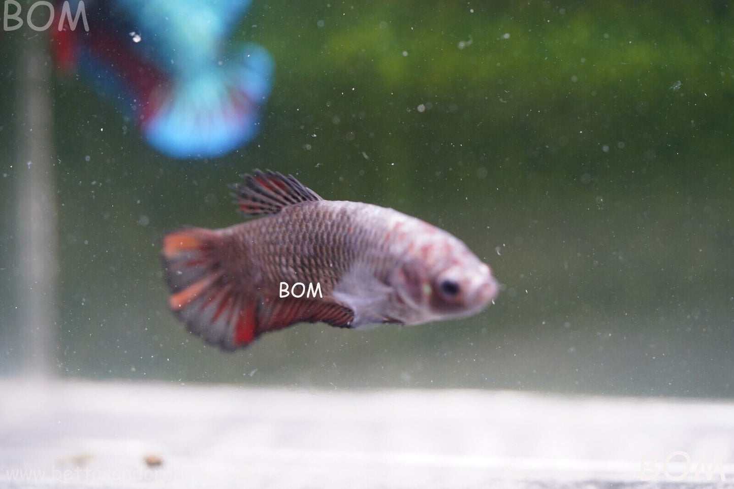 LIVE BETTA HMPK  BIG FEMALE BLACK VARIANT | BOM-A51