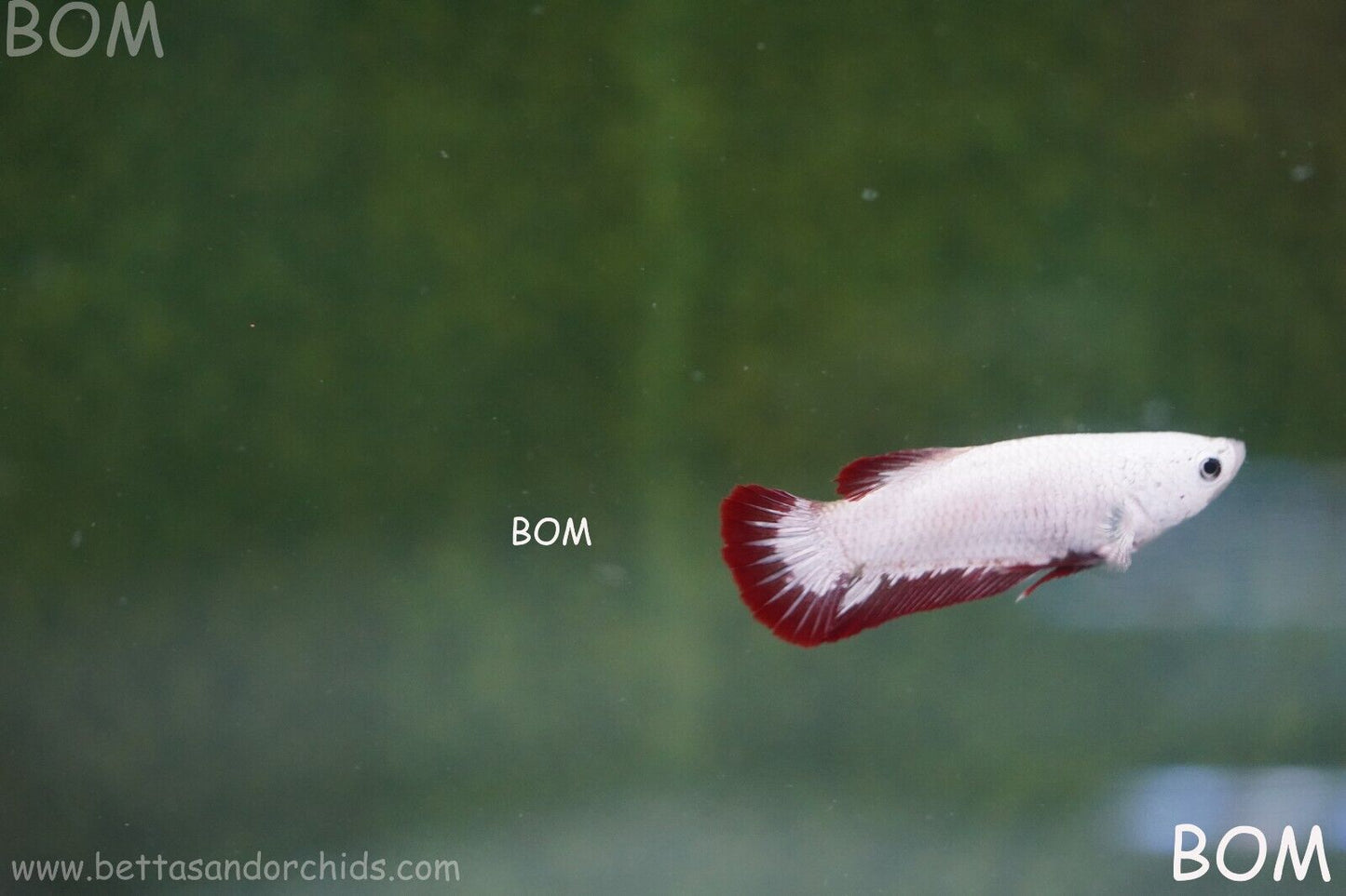 LIVE BETTA HMPK FEMALE RED DRAGON | BOM951