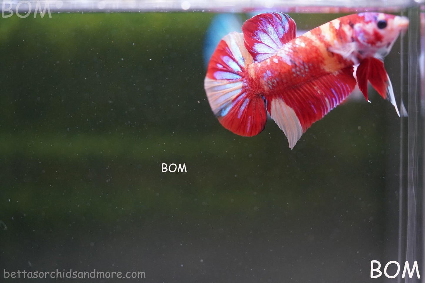 LIVE BETTA HMPK MALE LEOPARD | BOM-A264