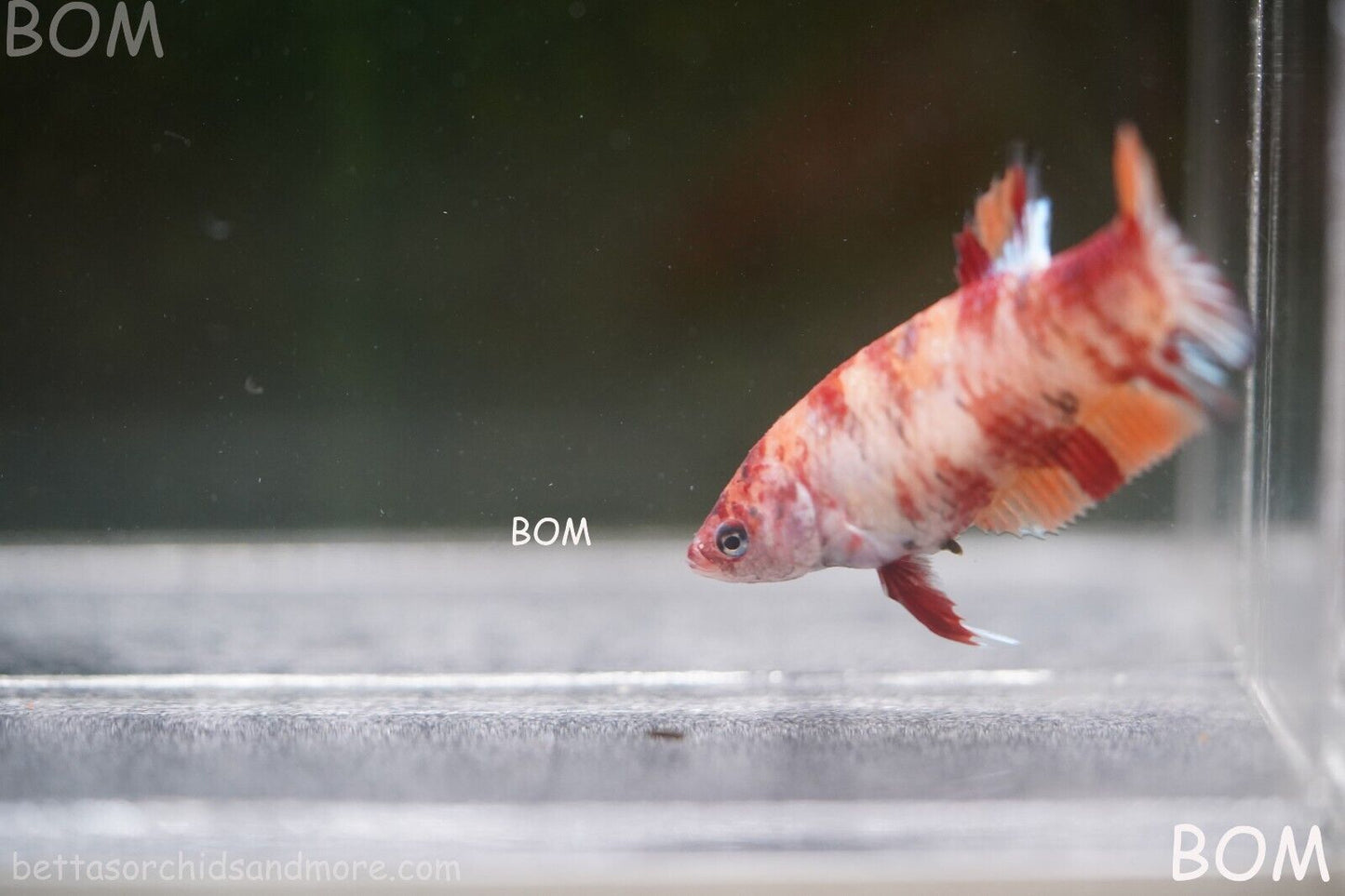 LIVE BETTTA BIG FEMALE MULTICOLOUR HMPK | BOM-A143