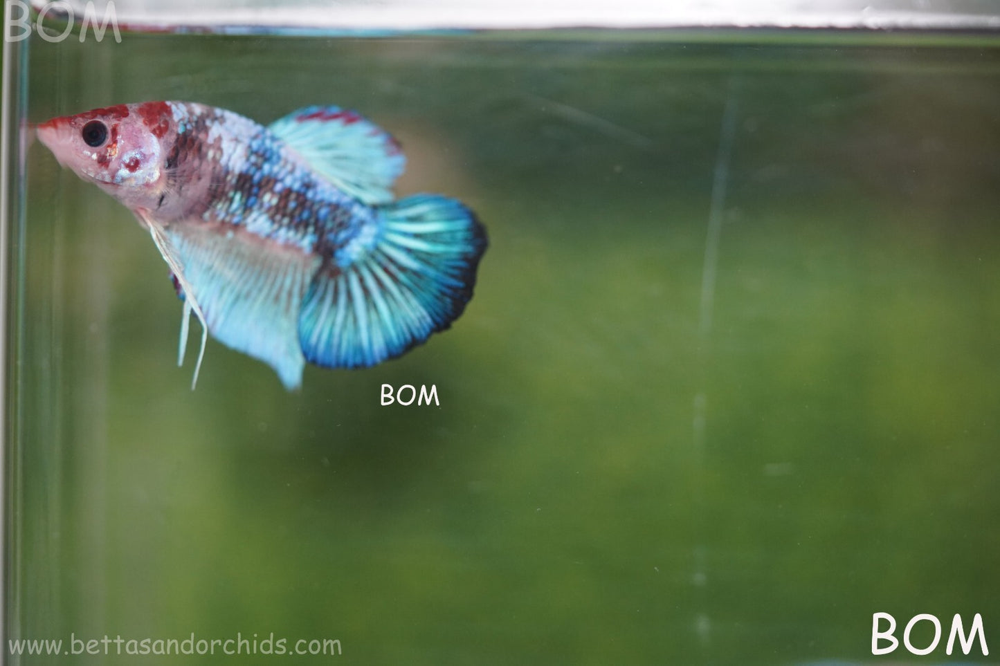 MALE BETTA HMPK MULTICOLOUR | BOM934