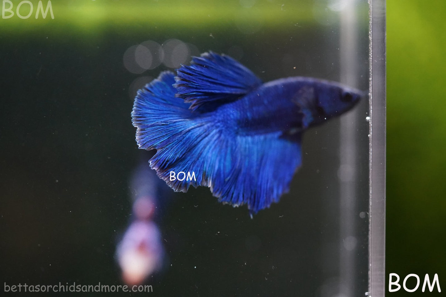 BETTA MALE LIVE HALF MOON TAIL BLUE BUTTERFLY  : Unique Fish | BOM-428