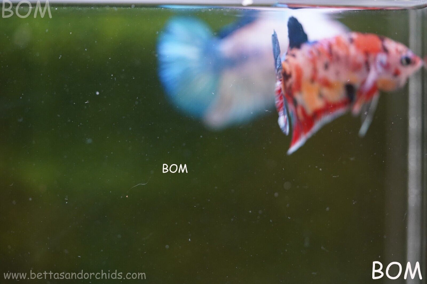 LIVE BETTTA BIG MALE MULTICOLOUR HMPK | BOM-A117