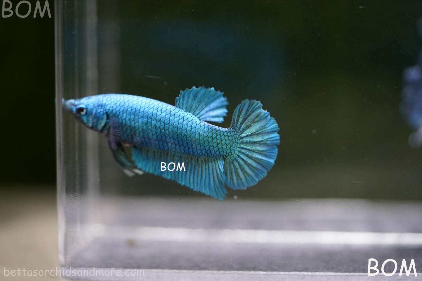 LIVE BETTA GIANT FEMALE BLUE SERIES | BOM-A310