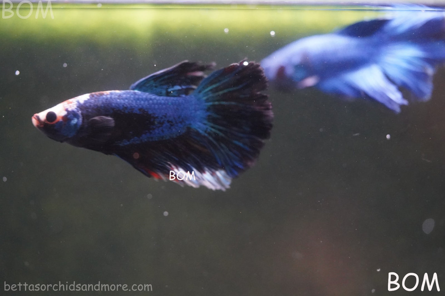 BETTA MALE LIVE HALF MOON TAIL MIDNIGHT BLUE  : Unique Fish | BOM-429