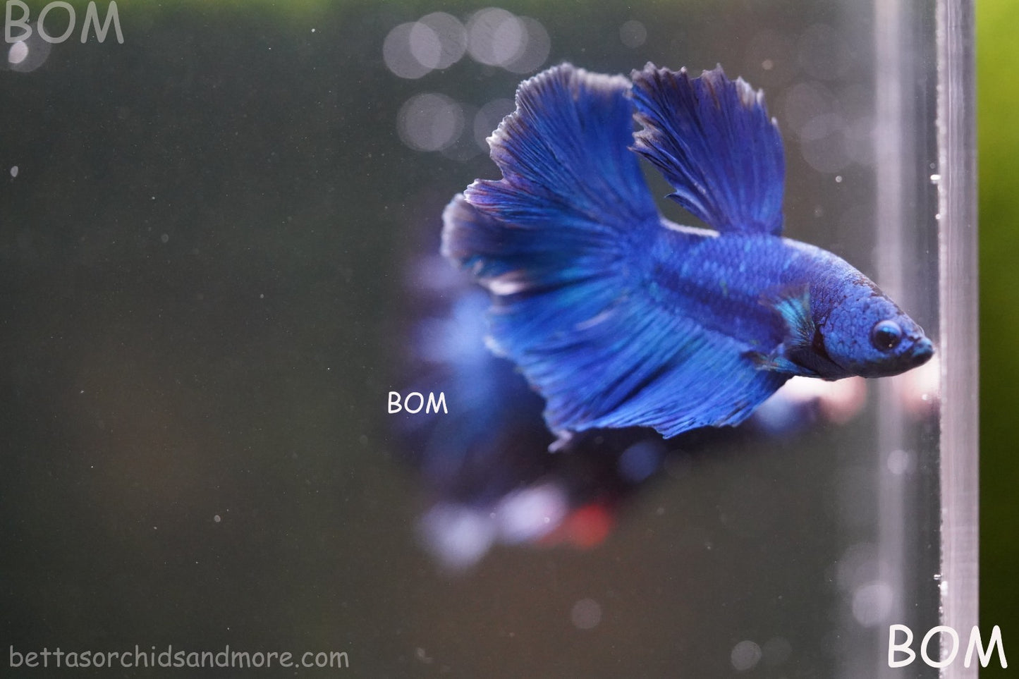 BETTA MALE LIVE HALF MOON TAIL BLUE BUTTERFLY  : Unique Fish | BOM-428