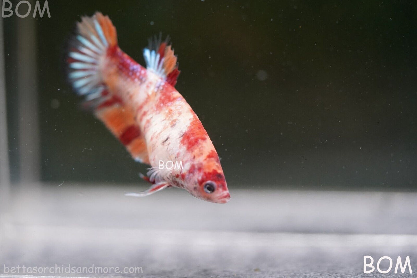 LIVE BETTTA BIG FEMALE MULTICOLOUR HMPK | BOM-A143