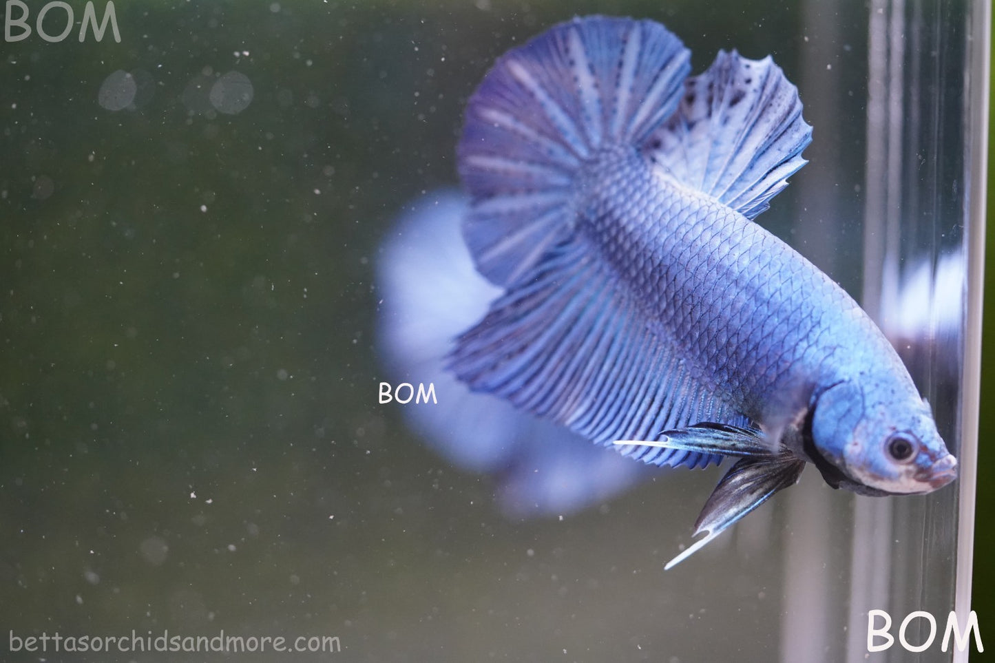 Betta Plakat GIANT MALE BLUE SERIES 5 CM BO | BOM-A305