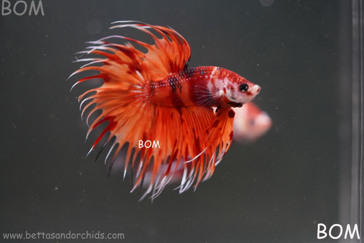 LIVE BETTA MALE CROWN REDS LEOPARDS :  Unique Fish | BOM-A299