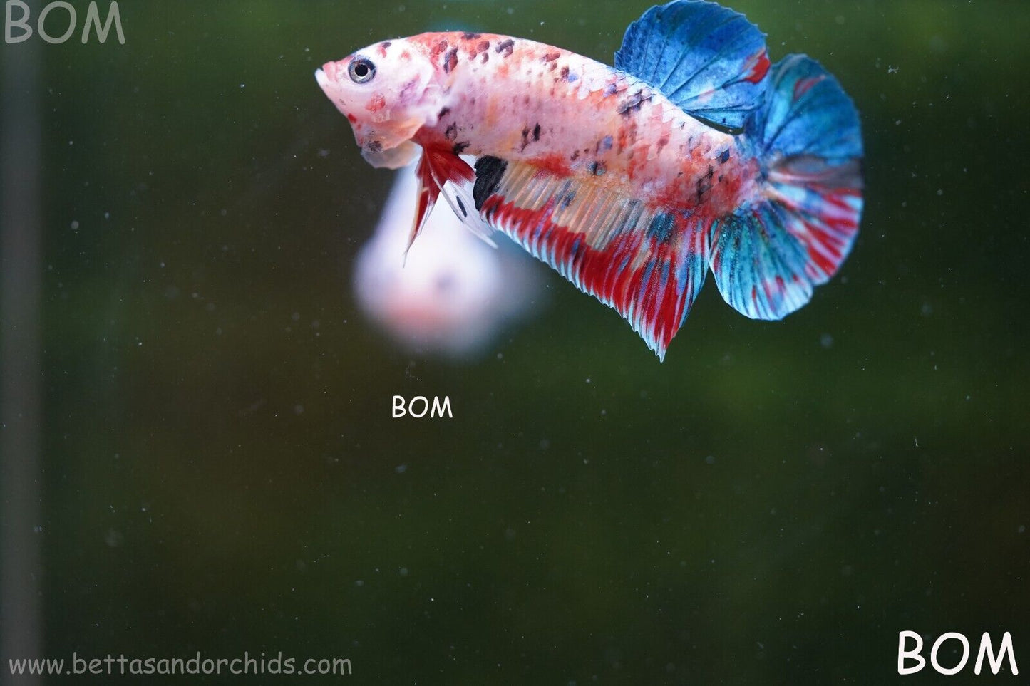 LIVE BETTTA BIG MALE MULTICOLOUR HMPK | BOM-A117
