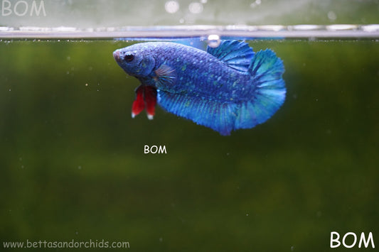 MALE GREEN ARMOUR SERIES Plakat Betta Fish: Live HMPK RED TIE BOM-A64