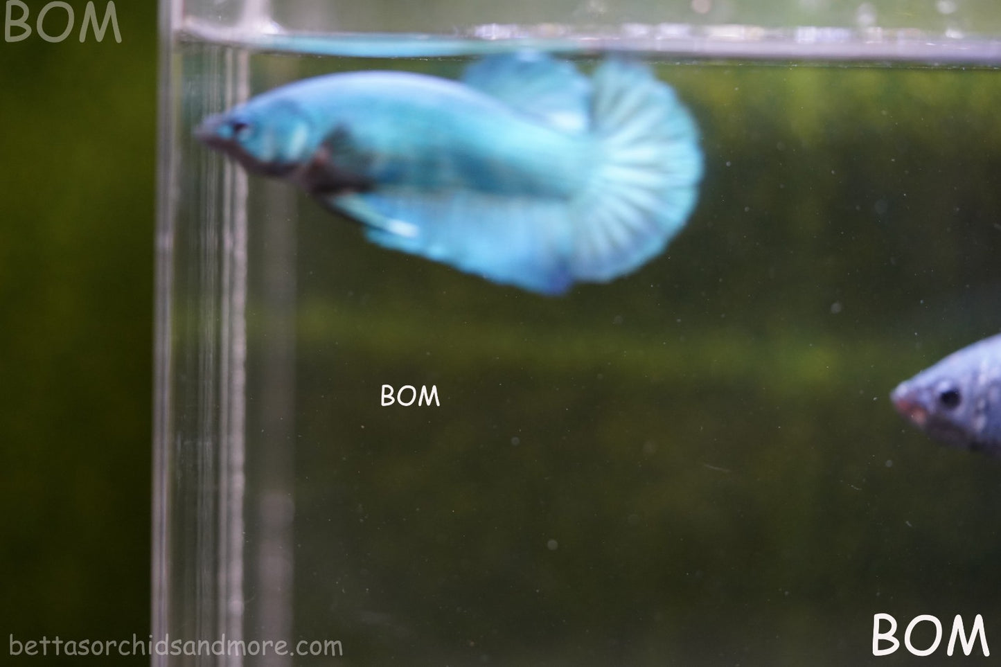 LIVE BETTA GIANT FEMALE BLUE SERIES | BOM-A310