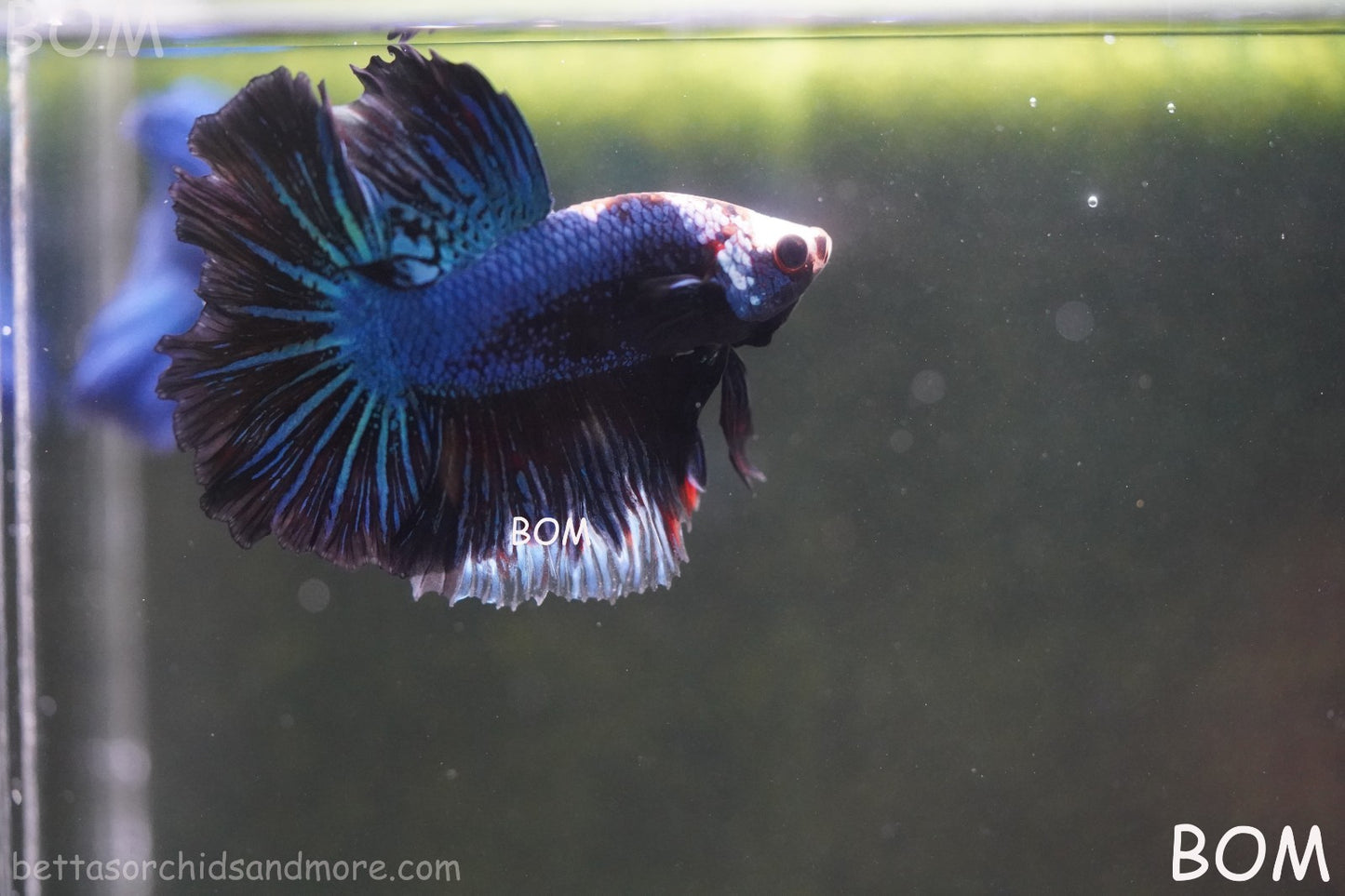 BETTA MALE LIVE HALF MOON TAIL MIDNIGHT BLUE  : Unique Fish | BOM-429