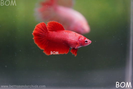 LIVE BETTA FEMALE BEAUTIFUL JUNIOR KING RED ROSE TAIL :  Unique Fish | BOM-A388