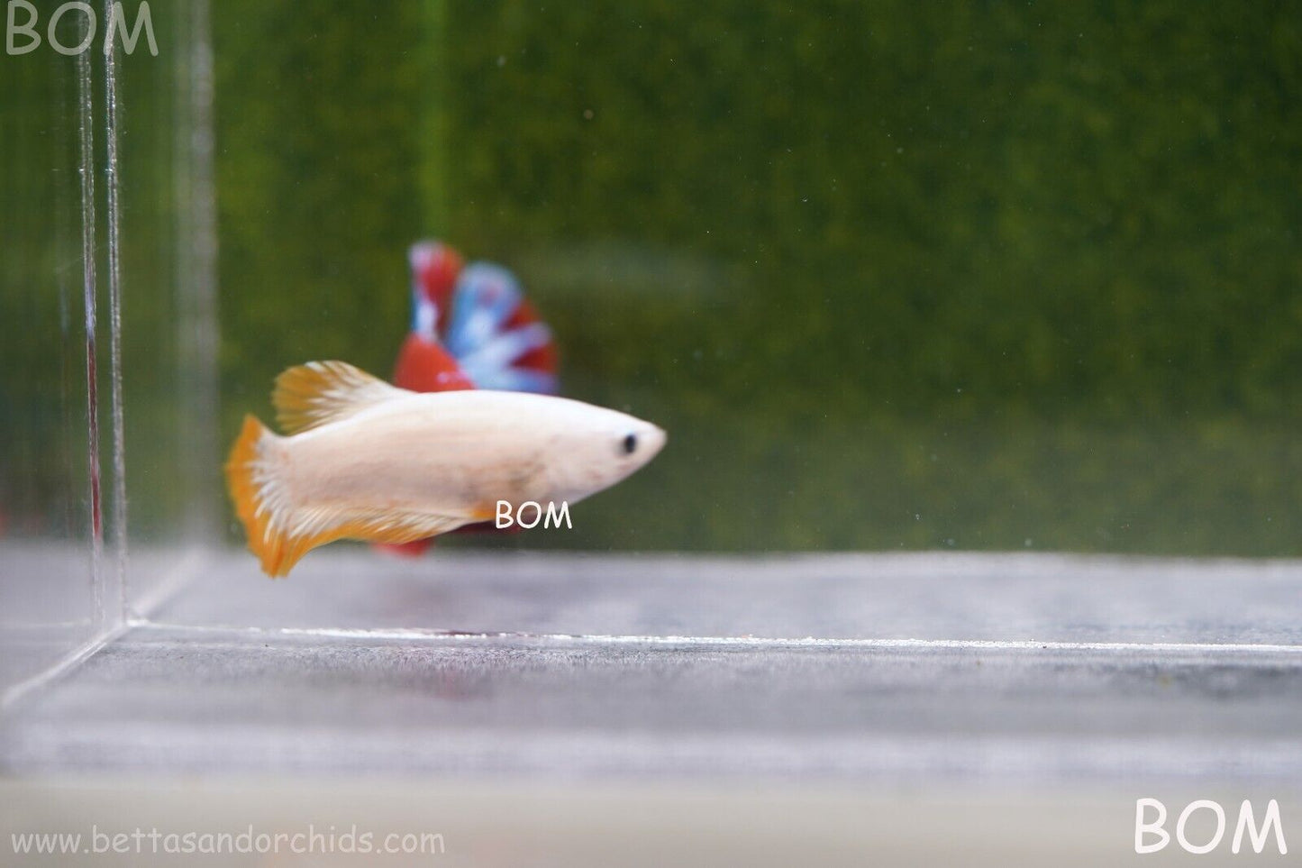 LIVE BETTA HMPK FEMALE YELLOW DRAGON | BOM879