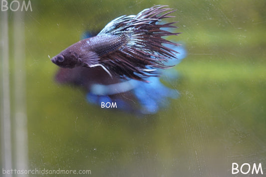 LIVE BETTA MALE CROWN TAIL BLACK DRAGONS :  Unique Fish | BOM-A210
