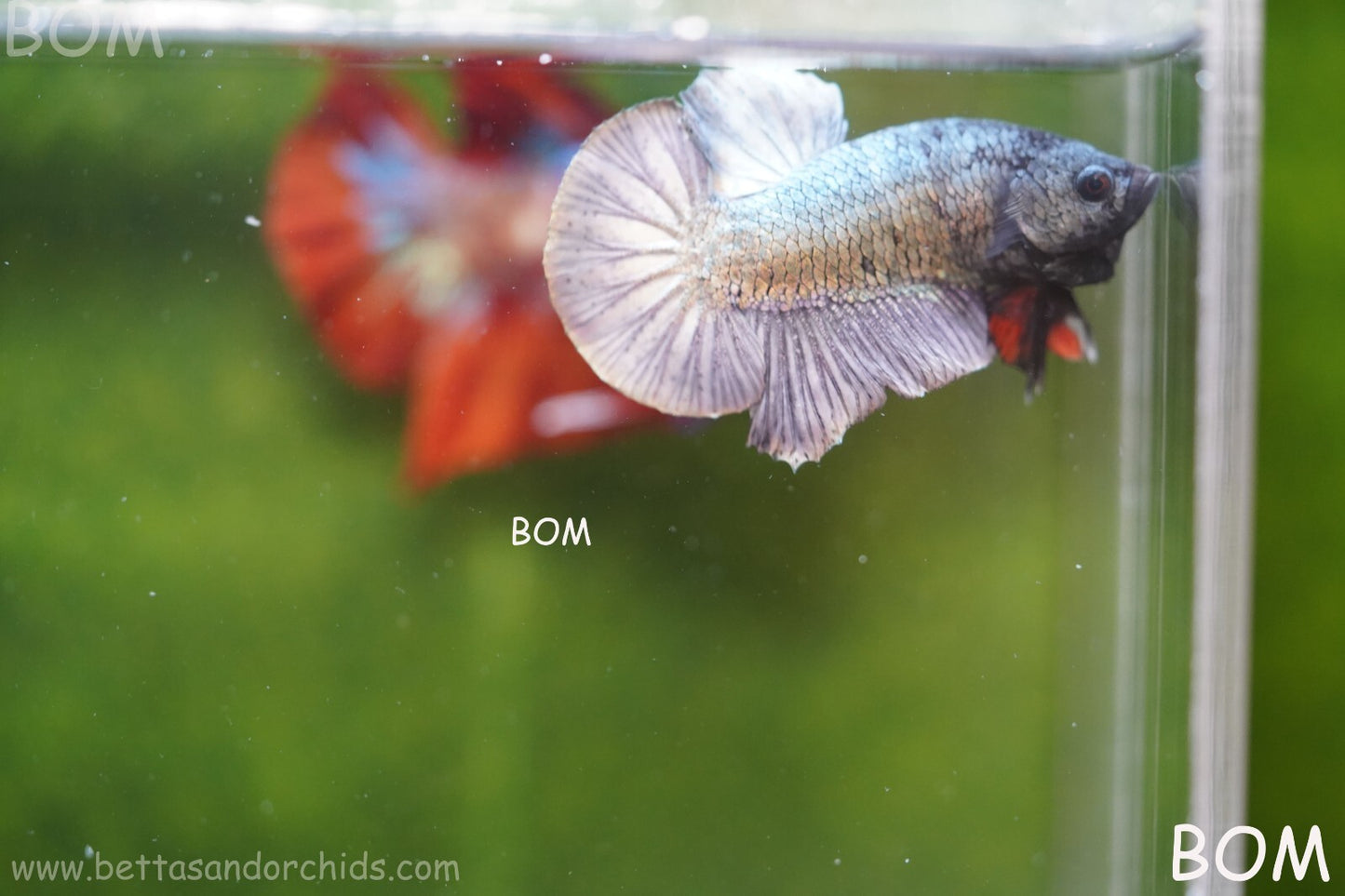 MALE COPPER SERIES HMPK Betta Fish: Live HMPK | BOM988