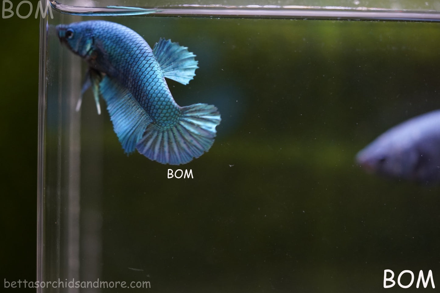 LIVE BETTA GIANT FEMALE BLUE SERIES | BOM-A310