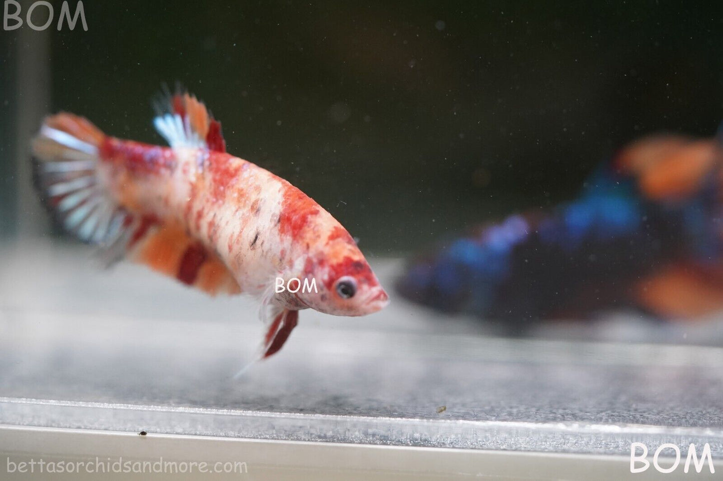 LIVE BETTTA BIG FEMALE MULTICOLOUR HMPK | BOM-A143